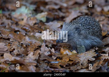 European Hedgehog (erinaceus europaeus) juvénile Norfolk GB Royaume-Uni novembre 2022 Banque D'Images