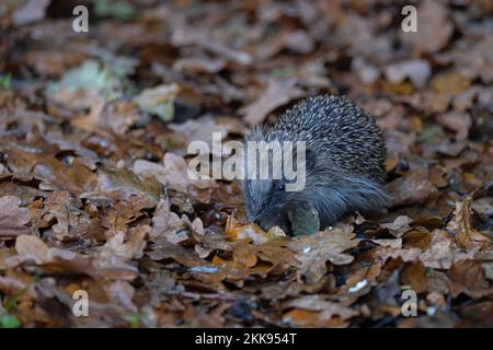 European Hedgehog (erinaceus europaeus) juvénile Norfolk GB Royaume-Uni novembre 2022 Banque D'Images