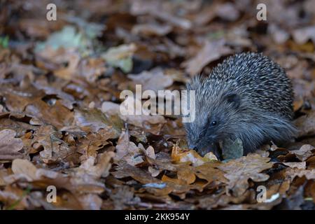 European Hedgehog (erinaceus europaeus) juvénile Norfolk GB Royaume-Uni novembre 2022 Banque D'Images