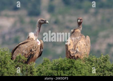 Griffon vautours, Gyps fulvus Banque D'Images