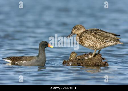 Sarcelle commun, Anas crecca, femme Moorhen commun, Gallinula chloropus Banque D'Images