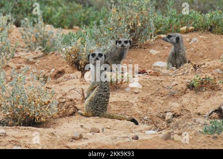 Un charmant gros plan de trois mignons Meerkats sur alerte et debout sur leurs jambes à l'arrière près de leurs terriers. Tourné pendant un safari en Afrique du Sud. Banque D'Images