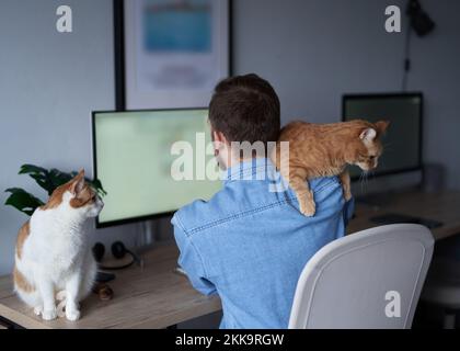 Gai homme caucasien ingénieur logiciel indépendant assis sur le lieu de travail dans le bureau à domicile à peine travailler avec un ordinateur avec deux chats gingembre, tenant l'un d'eux. Jeune homme développeur gris en t-shirt Banque D'Images