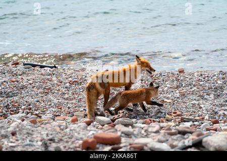 Un renard et son jeune chiot se promène le long d'un rivage Banque D'Images