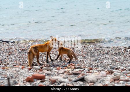 Un renard et son jeune chiot partagent un moment tendre sur un rivage Banque D'Images