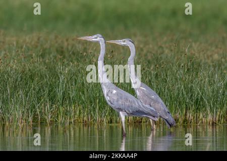 Les hérons gris, Ardea cinerea Banque D'Images