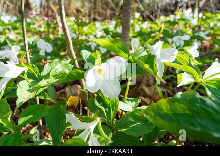 Le Trillium printanier fleurit sur un sol forestier Banque D'Images