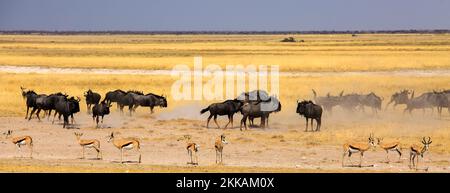 Image panoramique d'un grand troupeau de Blue Wildebeest - certains sont en train de se dépoussiérer dans une frénésie - tandis que le springbok se tiennent au premier plan. Il y a un y sec Banque D'Images