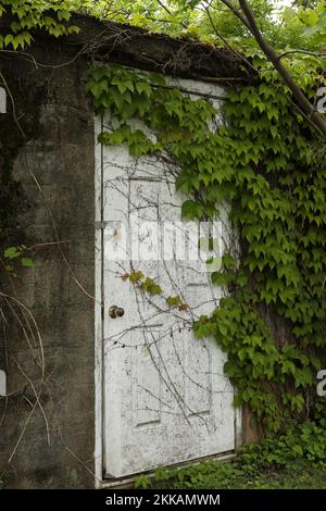 Ancienne porte blanche avec vignes et serrure. Creek Farm est situé à Little Harbour à Portsmouth. Le Carey Cottage a été rénové et à louer. Banque D'Images