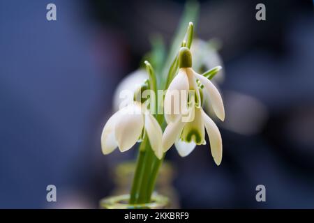 Macro de fleurs blanches en forme de goutte d'eau, Galanthus Elfin sur un petit verre Banque D'Images