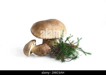 Plateau de table (non comestible, sans empoisonnement) de mylopilus félius, (non comestible, sans empoisonnement) pour l'identification scientifique et l'étude d'échantillons Banque D'Images