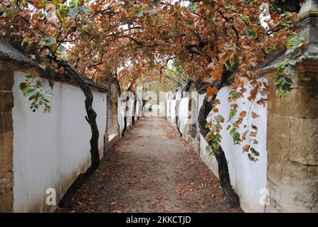 Passage d'automne avec feuilles d'automne sèches sur le sol début de l'hiver Banque D'Images