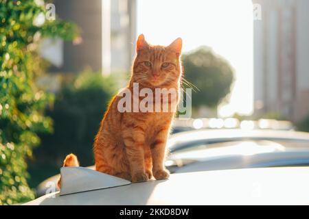 Otange Tabby chat assis dehors dans la lumière du coucher du soleil. Banque D'Images