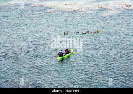 Monterey, États-Unis - 26 juillet 2008 : les gens aiment pagayer à l'aquarium de la baie de Monterey et observer la flore et la faune dans l'océan. Banque D'Images