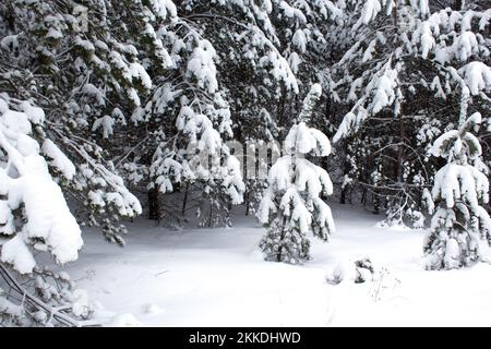 Hiver dans la forêt d'épicéa, les sapins sont recouverts de neige blanche et moelleuse. Deux petits arbres de Noël parmi les grands arbres. Paysage gelé en hiver. Banque D'Images