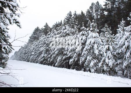 Longue route blanche dans la forêt. Les sapins poussent le long des routes. Tous les arbres sont couverts de neige. Paysage gelé en hiver. Banque D'Images