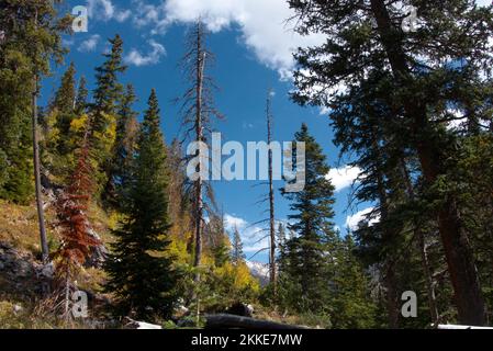 Début de l'automne dans les montagnes San Juan du Colorado : en direction d'une crête abrupte vers les pins rouges et les pins Lodgepole sur le sentier du lac Navajo. Banque D'Images