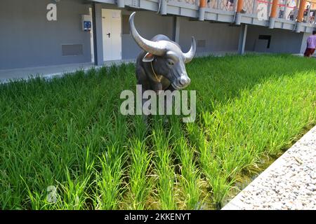 Vue rapprochée de la statue du bœuf debout sur la paddle de riz verte devant le pavillon thaïlandais de l'EXPO Milano 2015 sous le soleil éclatant. Banque D'Images