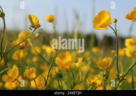 un groupe de magnifiques butterbutcups jaunes dans une prairie naturelle à proximité au printemps Banque D'Images