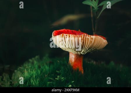 Des champignons dans la forêt Banque D'Images