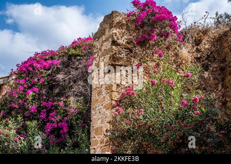 Bougainvilliers roses fleurs et lauriers roses sur un mur rustique en pierre Banque D'Images