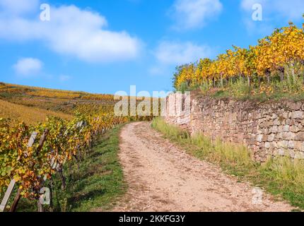 Vignobles aux couleurs de l'automne sur la colline de Turckheim - route des vins d'Alsace, France. Banque D'Images