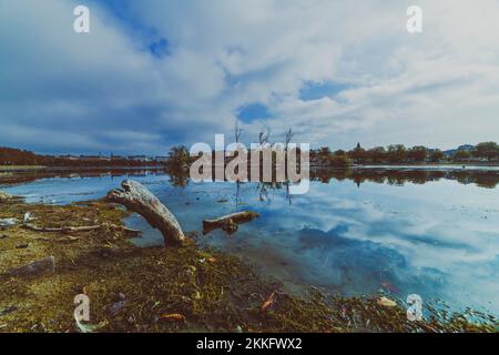 lac dans la ville de Copenhague, bois flotté sur la rive Banque D'Images