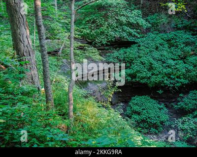 Une forêt dans le Braddock's Trail Park, comté de Westmoreland, Pennsylvanie, États-Unis Banque D'Images