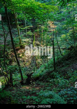 Photo verticale d'une forêt dans le parc de la piste de Braddock, comté de Westmoreland, Pennsylvanie, États-Unis Banque D'Images