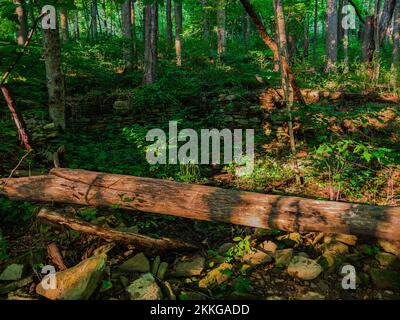 Un arbre tombé dans une forêt dans le Braddock's Trail Park, comté de Westmoreland, Pennsylvanie, États-Unis Banque D'Images