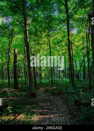 Photo verticale d'une forêt dans le parc de la piste de Braddock, comté de Westmoreland, Pennsylvanie, États-Unis Banque D'Images