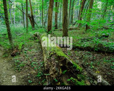 Un arbre tombé dans une forêt dans le Braddock's Trail Park, comté de Westmoreland, Pennsylvanie, États-Unis Banque D'Images