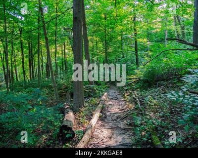 Un sentier dans une forêt dans le parc de la piste de Braddock, comté de Westmoreland, Pennsylvanie, États-Unis Banque D'Images