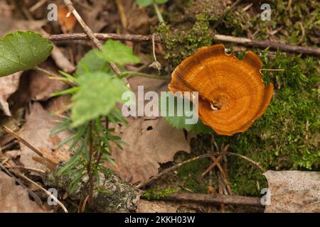 Champignon orange vif Lactarius deliciosus safran milkcap dans la mousse. Bouchon de lait de safran avec mousse et feuilles séchées. Banque D'Images