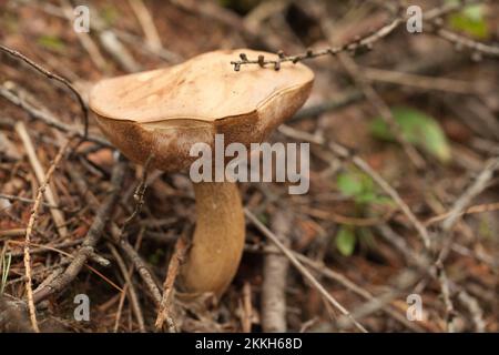 Boletus edulis porcini champignon avec feuilles séchées et aiguilles de pin sur le sol. Champignons sauvages Penny Bun dans les bois. Banque D'Images