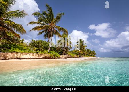 Palmiers ligne Flamenco Beach sur l'île tropicale des Caraïbes de Culebra, Porto Rico, Etats-Unis. Banque D'Images