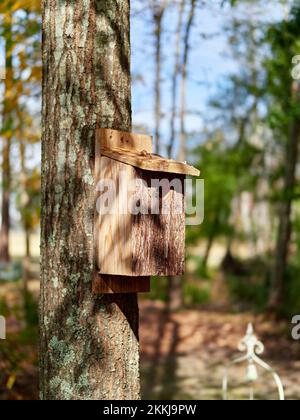 Maison d'oiseaux en bois pour les bleuets cloués à un arbre dans une cour arrière-cour. Banque D'Images