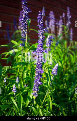 Fleurs de salvia violettes fleuries dans le jardin Banque D'Images