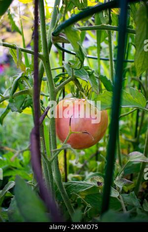 Tomate rouge mûre sur une vigne dans le jardin Banque D'Images