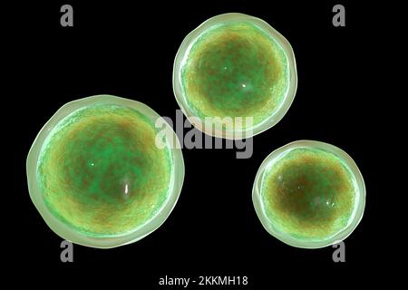 Champignons Emmonsia, illustration Banque D'Images