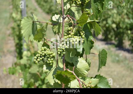 Gros plan d'un bouquet de jeunes raisins verts non mûrs qui poussent sur une vigne dans un pittoresque vignoble viticole vista. Banque D'Images