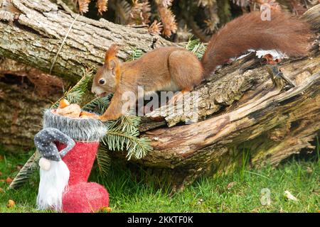 Écureuil avec écrou dans la bouche sur le tronc d'arbre et le coffre du Père Noël avec les écrous étirés assis à gauche de voir Banque D'Images