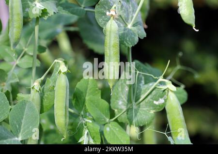 Gros plan, pois mange-tout (Pisum sativum), les pois mange-tout sont accrochés à la plante dans le jardin Banque D'Images