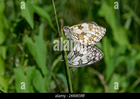 Blanc marbré (Melanargia galathea), femelle, mâle, deux papillons sur une lame d'herbe Banque D'Images