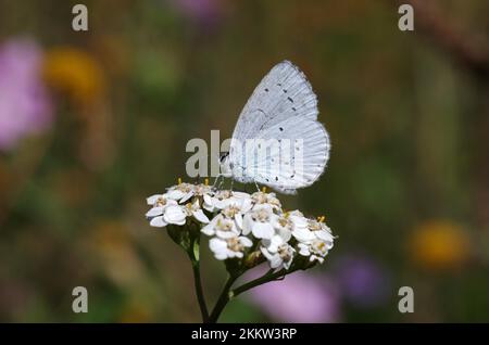 Bleu Holly (Celastrina argiolus), papillon, fleur, le papillon bleu est assis sur une plante Banque D'Images