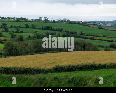 Des champs pittoresques du sud de l'Irlande le jour du printemps. Belle campagne irlandaise, paysage. Champ d'herbe verte avec arbres Banque D'Images