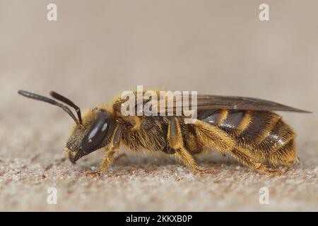 Gros plan sur une femelle de l'abeille commune, Lasioglossum calceatum, assise sur une pierre Banque D'Images