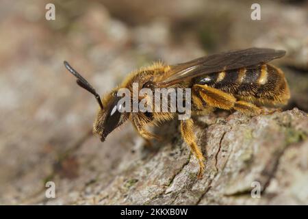 Gros plan détaillé sur une femelle de l'abeille à grand sillon, Lasioglossum calceatum, assise sur bois Banque D'Images