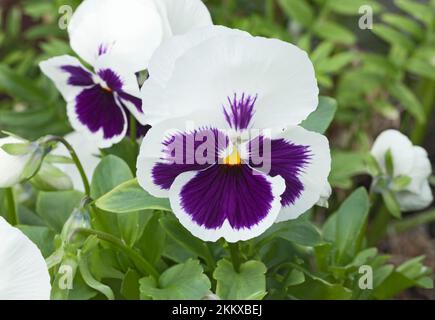 Pansy 'blanc tache' Banque D'Images