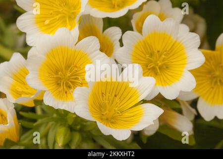 Fleur d'œuf pochée. Limnanthes douglasii Banque D'Images